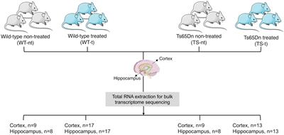 Lamivudine modulates the expression of neurological impairment-related genes and LINE-1 retrotransposons in brain tissues of a Down syndrome mouse model